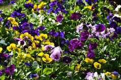 色彩斑斓的各种堇型花花违反了