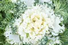 白色观赏卷心菜伟大的花园装饰