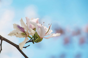 bautiful白色花<strong>紫荆花</strong>杂色