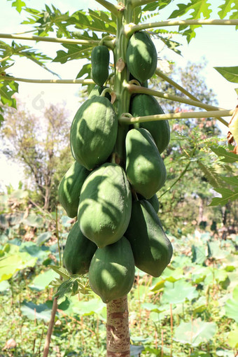 木瓜木瓜树农场有机水果木瓜成分木瓜沙拉泰国食物亚洲签名专业著名的厨房