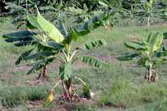 香蕉种植园小香蕉日益增长的农场香蕉树种植园自然农业香蕉花园