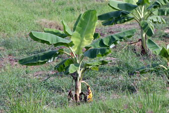 <strong>香蕉</strong>种植园小<strong>香蕉</strong>日益增长的农场<strong>香蕉</strong>树种植园自然农业<strong>香蕉</strong>花园