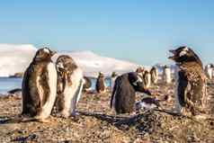有趣的Gentoo企鹅殖民地enjoing日光浴继续教育