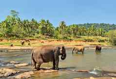 大象家庭亚洲丛林河洗水