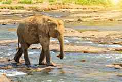 大象丛林河洗休闲户外
