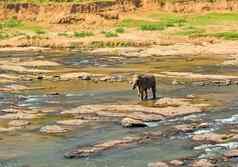 大象家庭亚洲丛林河洗水