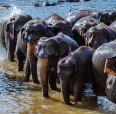 大象野生动物平纳维拉斯里兰卡斯里兰卡