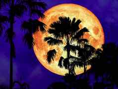 超级粉红色的月亮回来轮廓椰子树花园