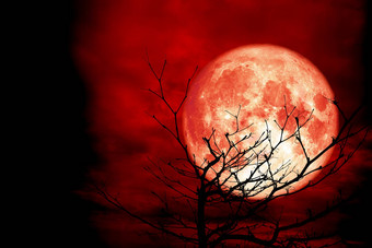 完整<strong>的红色的月亮</strong>回来轮廓分支干树<strong>红色的</strong>晚上天空