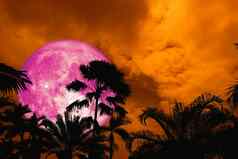超级粉红色的月亮回来轮廓古老的高棕榈晚上天空