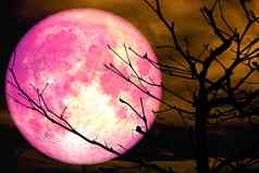 超级粉红色的月亮回来轮廓分支干树橙色云