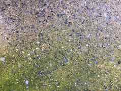 明亮的绿色莫斯日益增长的粗糙的变形饱经风霜的混凝土地面潮湿的滴水