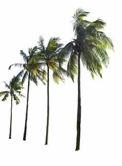 椰子树孤立的