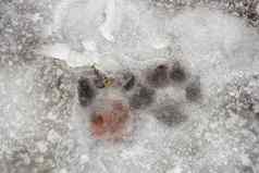 动物脚打印冰
