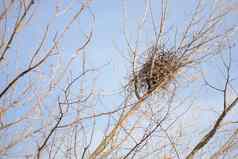 乌鸦巢树
