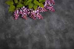 淡紫色花花束黑色的混凝土背景时尚的花问候卡快乐母亲一天