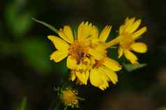黄色的花蜂蜜蜜蜂图像背景