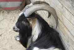 山羊肖像关闭美丽的黑色的白色山羊有机农场动物有趣的山羊头长角