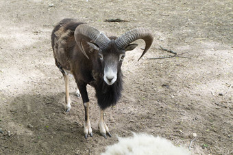 摩弗伦羊产卵管东方人森林角动物有机动物农场大角