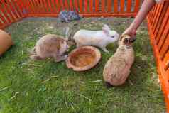 兔子动物园
