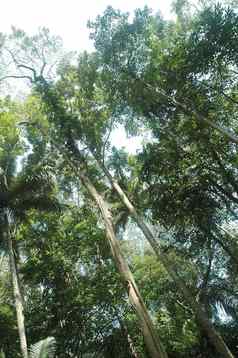 丛林热带雨林