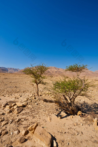 树沙漠