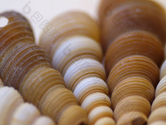 蜗牛贝壳