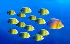 领导概念大鱼领先的学校热带鱼