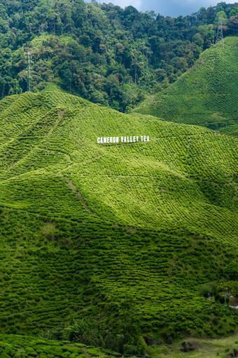 茶种植园卡梅隆谷绿色山高地马来西亚茶生产绿色灌木年轻的茶