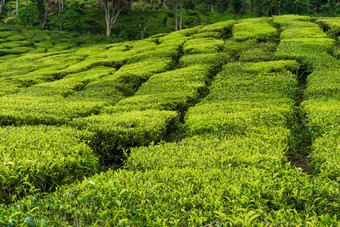 <strong>茶</strong>种植园<strong>卡</strong>梅隆谷绿色山高地马来西亚<strong>茶</strong>生产绿色灌木年轻的<strong>茶</strong>