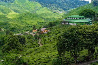 茶种植园卡梅隆谷绿色山高地马来西亚茶生产绿色灌木年轻的茶