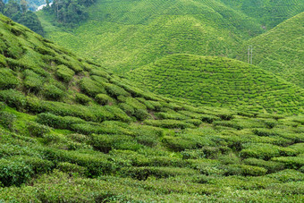 <strong>茶</strong>种植园<strong>卡</strong>梅隆谷绿色山高地马来西亚<strong>茶</strong>生产绿色灌木年轻的<strong>茶</strong>