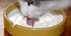 猫喝牛奶