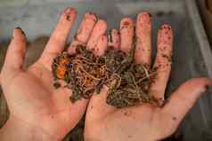 手显示家庭堆肥蠕虫负责任的浪费处理概念