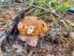 牛肝菌属蘑菇森林猪地面水平
