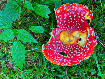 红色的有毒的<strong>蘑菇</strong>美丽的森林