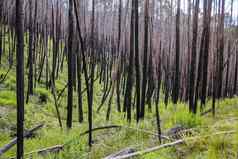 森林大火景观布勒澳大利亚