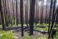 森林大火景观布勒澳大利亚