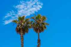 棕榈树蓝色的天空夏天自然场景棕榈树绿色分支机构热带生态概念