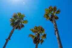 棕榈树蓝色的天空夏天自然场景棕榈树绿色分支机构热带生态概念