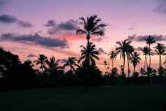 棕榈树轮廓热带海滩色彩斑斓的日落