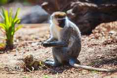 育肥猴子维多利亚澳大利亚
