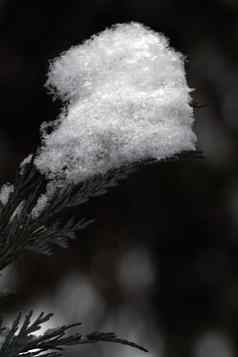 雪冷杉分支机构宏