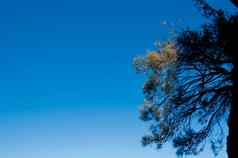 蓝色的天空下午本地的蓝色的山树sydn