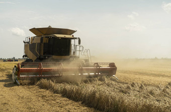 结合收割机农业机收获金成熟的小麦场农业结合收割机收获小麦灰尘稻草空气嘻嘻哈哈农业机械