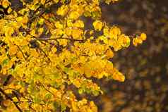 特写镜头树分支机构明亮的黄色的秋天叶子
