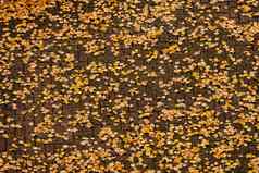 空中的角度来看橙色黄色的秋天叶子砖