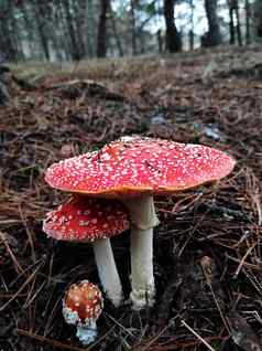 红色的有毒的蘑菇飞木耳松森林