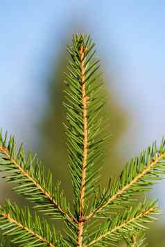 自然常绿分支针圣诞节树松森林特写镜头视图冷杉分支机构准备好了节日装饰快乐一年