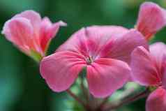 苍白的粉红色的颜色花花瓣天竺葵属植物分区威尔德关闭视图
